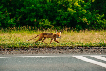 a steppe fox runs with its prey in its mouth