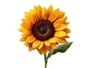 Bright yellow sunflower with water droplets on dark background petals, Isolated, Png Transparent Background