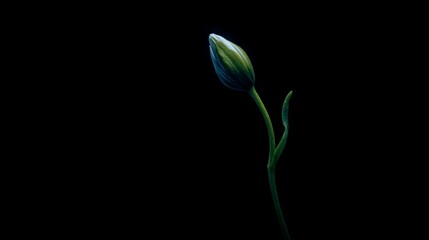 A single green flower bud with slender leaves stands illuminated against a pitch-black background.