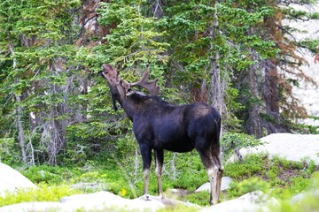 Moose