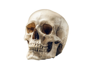 Obraz premium Human skull bone structure detailed view anatomy head, Isolated, Png Transparent Background