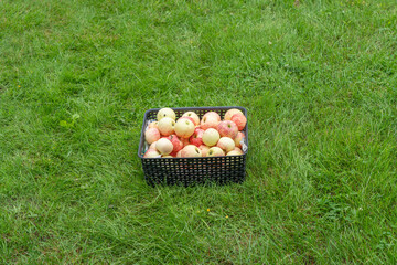 Apple Basket on Lawn. A basket filled with freshly harvested apples stands in a meadow. The scene...