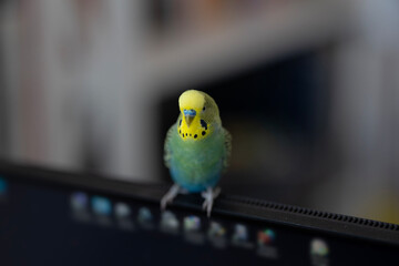 A small pet budgerigar with yellow and green feathers perches on top of a black computer monitor....