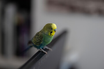 A small pet budgerigar with yellow and green feathers perches on top of a black computer monitor. The small bird has yellow, green, and blue feathers, with a blurred background creating a soft focus.