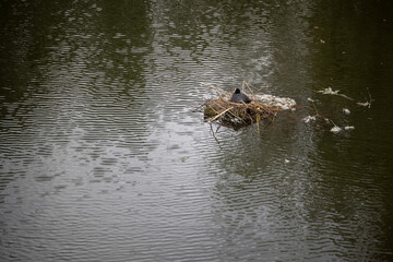 An Eurasian coot sits on its nest built from twigs and reeds in the middle of a pond, with the yellow beaks of its chicks visible amongst the nest material.