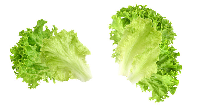 lettuce leaves, isolated on transparent background