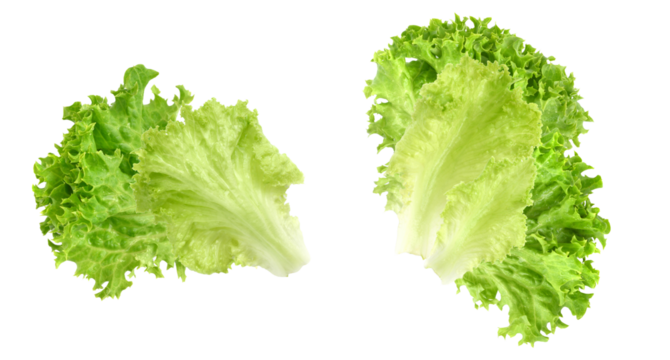 lettuce leaves, isolated on transparent background
