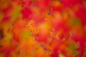 Fiery red and orange autumn leaves creating an abstract natural background. A dreamy soft focus on vibrant fall foliage.