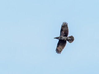 Raven in flight