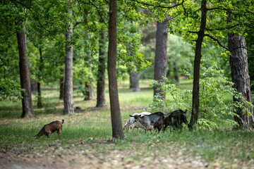 A small herd of domestic goats grazes among the trees on a green lawn. Thanks to the grazing of goats, thickets do not form in the forest park, and the lower part of the trees is clearly visible.