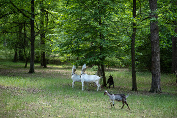 A small herd of domestic goats grazes among the trees on a green lawn. Thanks to the grazing of...