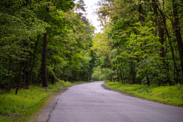 A quiet asphalt road winds through a dense green forest in the spring. The path is lined with tall trees with lush foliage and wildflowers on the roadside.