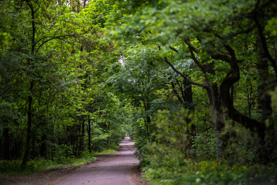A quiet asphalt road winds through a dense green forest in the spring. The path is lined with tall trees. At the very end of the tunnel of trees, a figure of a walking man can be seen.
