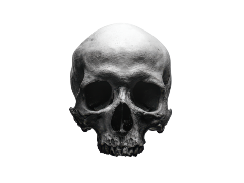 Human skull detailed bone structure facing front head anatomy, Isolated, Png Transparent Background