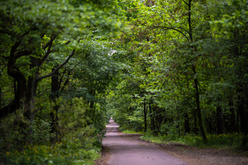 Fototapeta premium A quiet asphalt road winds through a dense green forest in the spring. The path is lined with tall trees with lush foliage and wildflowers on the roadside.