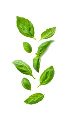 Naklejka premium Fresh Basil Leaves Floating on White Background