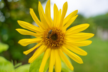 Bee pollinating sunflower. A bee sits in the center of a sunflower and collects pollen. The photo...