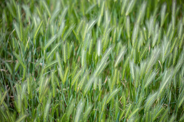 An urban park lawn taken over by Hare's Barley-Hordeum leporinum, an invasive grass species. a...