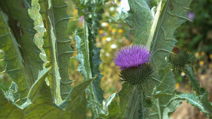 Cotton Thistle plant (Onopordum acanthium L.) displays spiky silver-green foliage and vivid violet blossoms, a medicinal thistle thriving in dry soils with striking structural form.