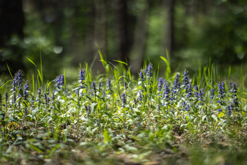 Creeping bugle - Ajuga reptans is commonly known as bugle, blue bugle, bugleherb, bugleweed,...
