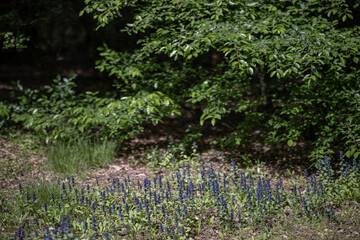 Creeping bugle - Ajuga reptans is commonly known as bugle, blue bugle, bugleherb, bugleweed,...