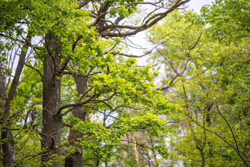 Fresh green leaves sprout from the gnarled branches of an old oak tree in the spring. The vibrant new growth contrasts with the dark, textured bark.