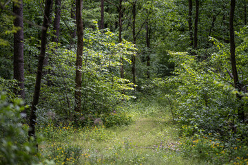 Obraz premium A narrow dirt path covered with fallen leaves winds through a dense forest. The trail is lined with small yellow wildflowers and lush green foliage.