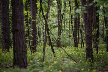 Fototapeta premium Abundant spring blooming of Greater Celandine - Chelidonium majus, also commonly known as tetterwort, nipplewort, or swallowwort - in a deciduous forest