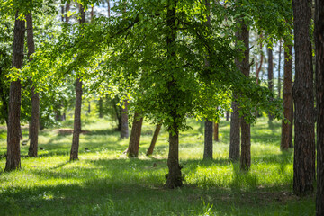 A young elm tree with vibrant green leaves stands in a clearing. In the background, a dense pine...