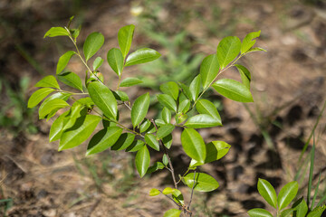 A young shoot of a Black Cherry tree - Prunus serotina, commonly known as wild black cherry, rum...
