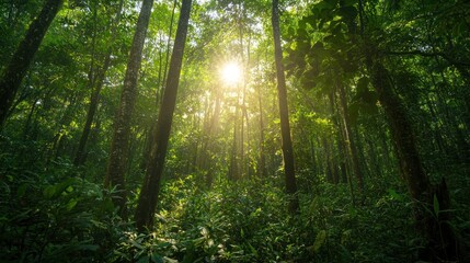 Naklejka premium A lush forest ecosystem thrives under sunlight filtering through tall trees, showcasing a healthy environment teeming with wildlife and greenery