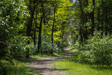 A dirt path winds through a sunlit Partisan Glory Park in Kyiv, Ukraine. The trail is surrounded by lush green trees and bushes, with dappled light filtering through the canopy.