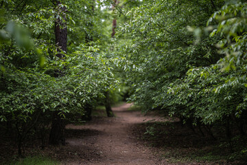A dirt path winds through a dense thicket of Black Cherry tree - Prunus serotina, commonly wild...