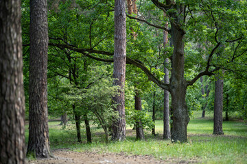 Sunlight filters through a mixed forest in Partisan Glory Park, Kyiv, Ukraine. A young deciduous tree and a vibrant green lawn are illuminated by the sun.