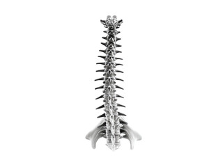 Vertebral Column Anatomy Skeletal Structure spine bone, Isolated, Png Transparent Background
