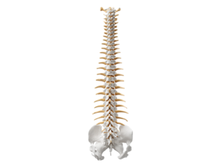 Human vertebral column anatomical model spine anatomy, Isolated, Png Transparent Background