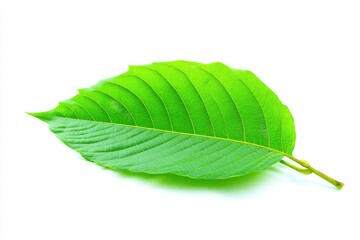 Obraz premium Vibrant green leaf, sharply focused, against a plain white background. Its distinct veining and slightly uneven edges are clearly visible