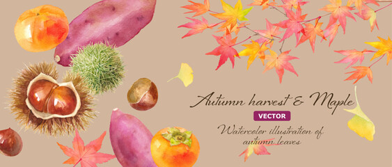 秋の味覚。柿と栗とサツマイモと、紅葉で構成した秋のイメージバナー背景。水彩イラスト。（ベクター。レイアウト変更可能）
