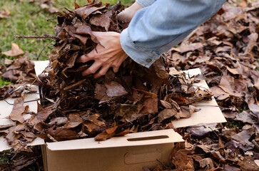 Hands of a woman putting dry leaves in a recycled box. Falling season concept. 