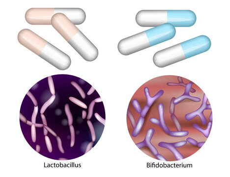 Medical illustration showing probiotic capsules and microscopic views of beneficial gut bacteria Lactobacillus and Bifidobacterium.  Essential Probiotic Bacteria and Supplements