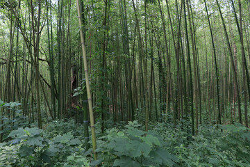 Mystical Bamboo Pathway in Morning Mist