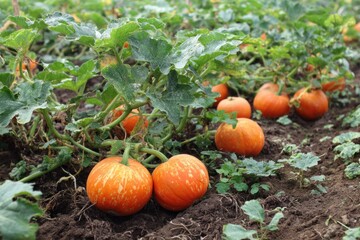 Bright orange pumpkins rest among green leaves in a field during the autumn harvest season, ready for picking and festive celebrations