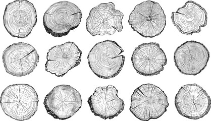 Circle wood texture with annual rings. Tree trunk cut abstract vector pattern