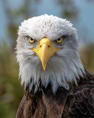 Obraz premium Eagle Head and Shoulders Intricate Feather Detail