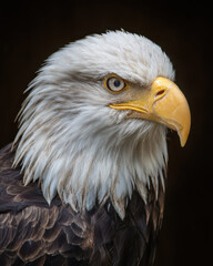 Obraz premium Eagle Head and Shoulders Intricate Feather Detail