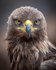 Naklejka premium Eagle Head and Shoulders Intricate Feather Detail