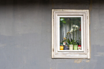 window with flowers on the wall