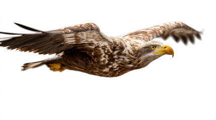 Fototapeta premium Eagle Isolated on White Background Minimal Product