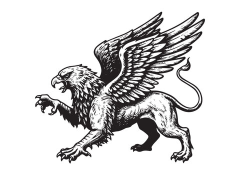 Engraved mythical griffin in roaring stance with intricate line details and classic proportions.eps