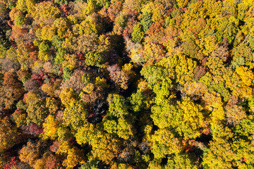 Colorful lush forest in autumn season. Tree canopies in fall woods. Landscape of autumnal wild nature